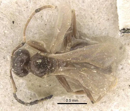 Nylanderia sikorae specimen CASENT0917870 image casent0917870_1