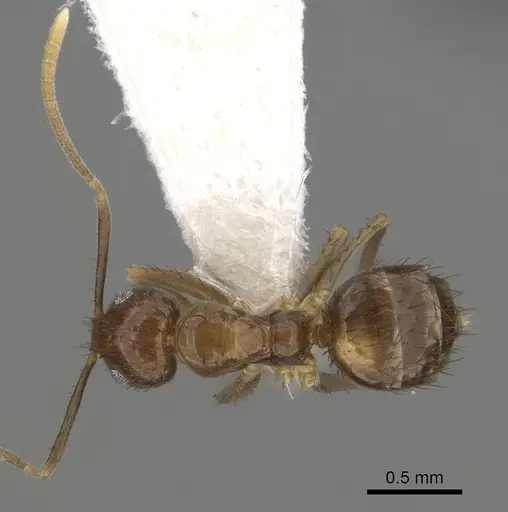 Nylanderia silvestrii specimen CASENT0280577 image casent0280577_1