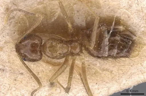 Nylanderia silvestrii specimen CASENT0905659 image casent0905659_1