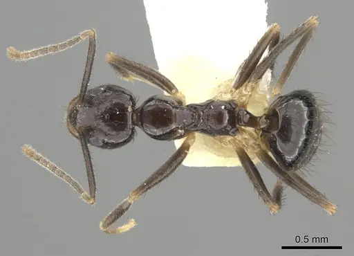 Nylanderia silvula specimen LACMENT272717 image lacment272717_1
