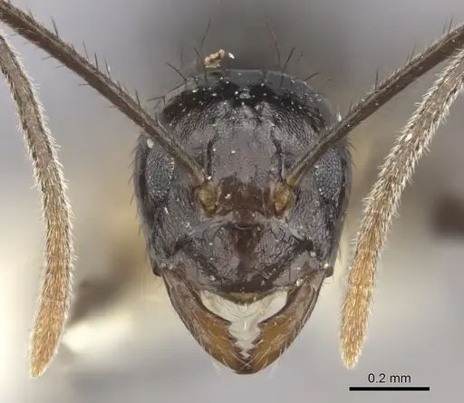 Nylanderia silvula specimen LACMENT272717 image lacment272717_2