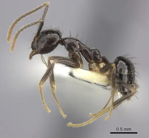 Nylanderia silvula specimen LACMENT272717 image lacment272717_3