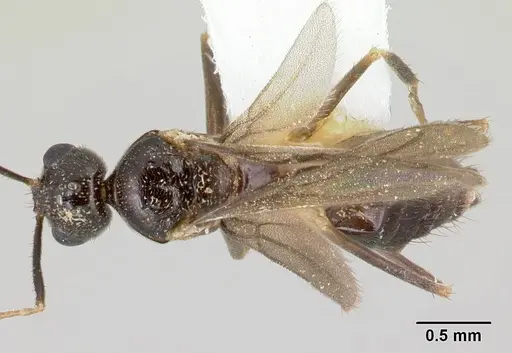 Nylanderia silvula specimen LACMENT272719 image lacment272719_1