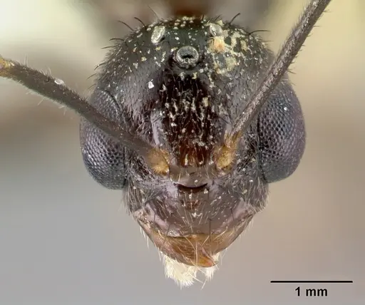 Nylanderia silvula specimen LACMENT272719 image lacment272719_2