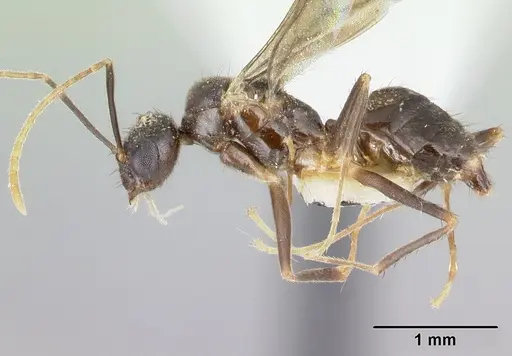 Nylanderia silvula specimen LACMENT272719 image lacment272719_3