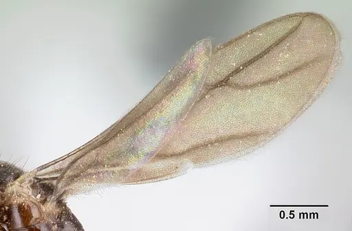 Nylanderia silvula specimen LACMENT272719 image lacment272719_4