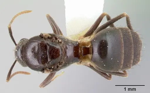 Nylanderia silvula specimen LACMENT272721 image lacment272721_1