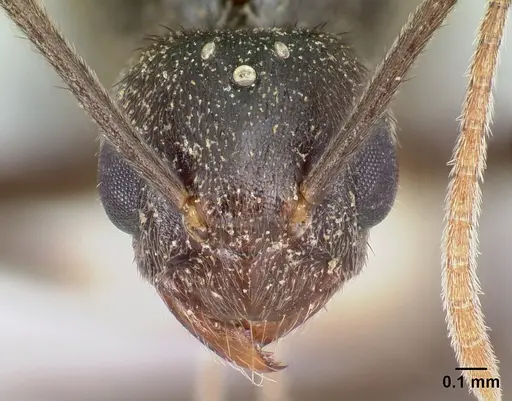 Nylanderia silvula specimen LACMENT272721 image lacment272721_2