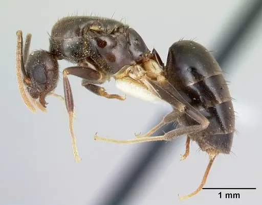 Nylanderia silvula specimen LACMENT272721 image lacment272721_3