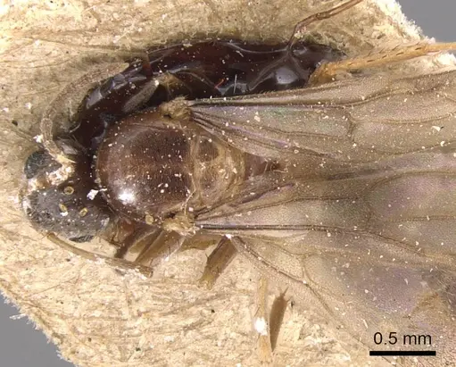 Nylanderia simpliciuscula specimen CASENT0905664 image casent0905664_1