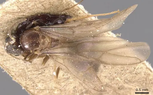 Nylanderia simpliciuscula specimen CASENT0905664 image casent0905664_2