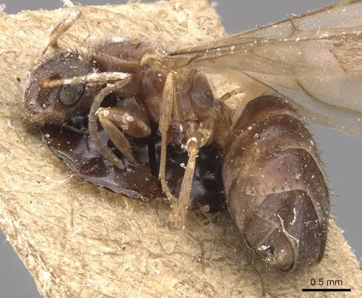 Nylanderia simpliciuscula specimen CASENT0905664 image casent0905664_4