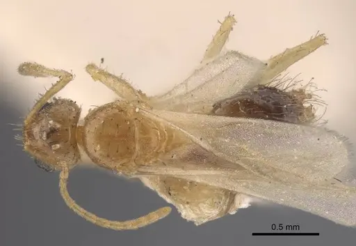 Nylanderia sindbadi specimen CASENT0917229 image casent0917229_1
