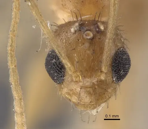 Nylanderia sindbadi specimen CASENT0917229 image casent0917229_2