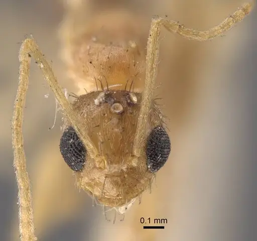 Nylanderia sindbadi specimen CASENT0917229 image casent0917229_3