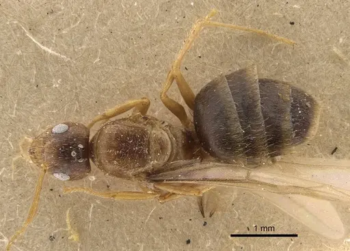 Nylanderia sindbadi specimen CASENT0917230 image casent0917230_1