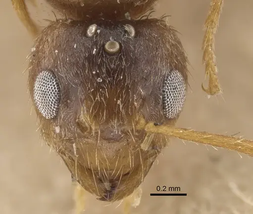 Nylanderia sindbadi specimen CASENT0917230 image casent0917230_2