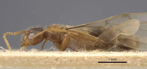 Nylanderia sindbadi specimen CASENT0917230 image casent0917230_4