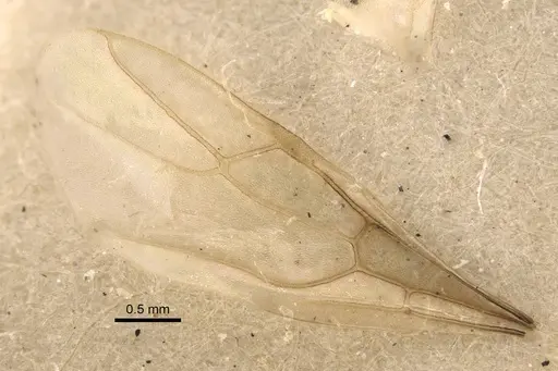 Nylanderia sindbadi specimen CASENT0917230 image casent0917230_5
