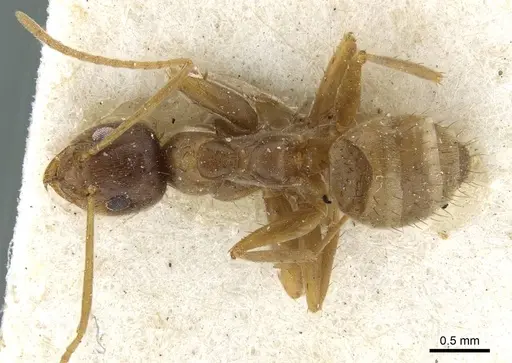 Nylanderia steeli specimen CASENT0911040 image casent0911040_1