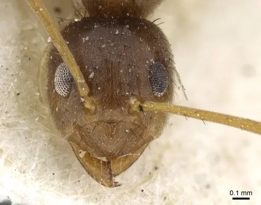 Nylanderia steeli specimen CASENT0911040 image casent0911040_2