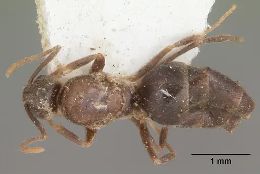Nylanderia steinheili specimen CASENT0101622 image casent0101622_1