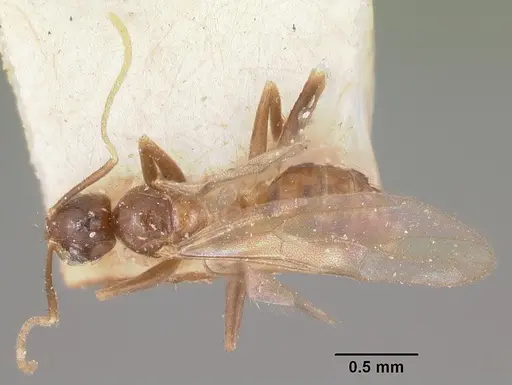 Nylanderia steinheili specimen CASENT0101675 image casent0101675_1