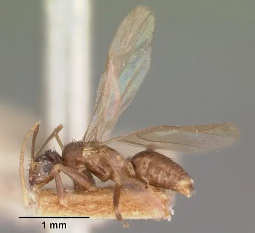 Nylanderia steinheili specimen CASENT0101675 image casent0101675_4