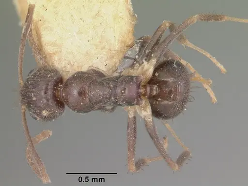 Nylanderia steinheili specimen CASENT0101839 image casent0101839_1