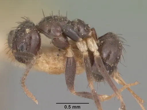 Nylanderia steinheili specimen CASENT0101839 image casent0101839_3