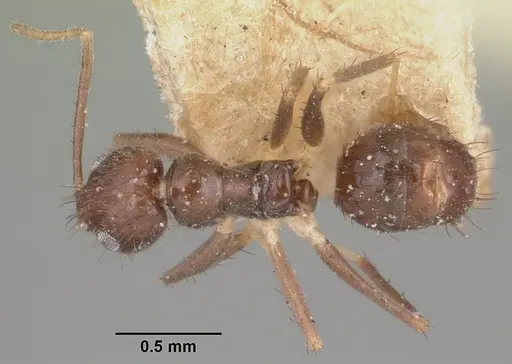 Nylanderia steinheili specimen CASENT0101936 image casent0101936_1