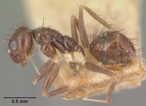 Nylanderia steinheili specimen CASENT0101936 image casent0101936_3