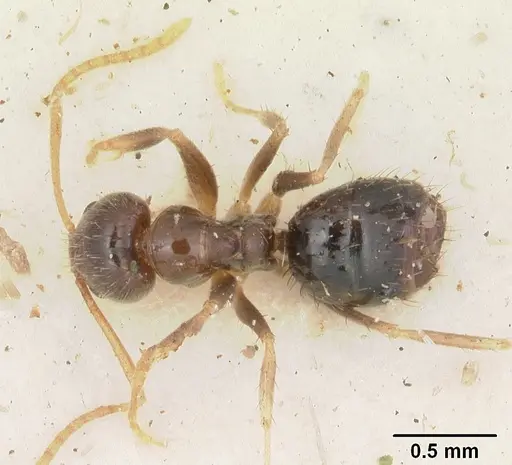 Nylanderia steinheili specimen CASENT0102943 image casent0102943_1