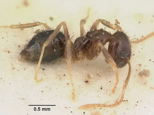 Nylanderia steinheili specimen CASENT0102943 image casent0102943_4
