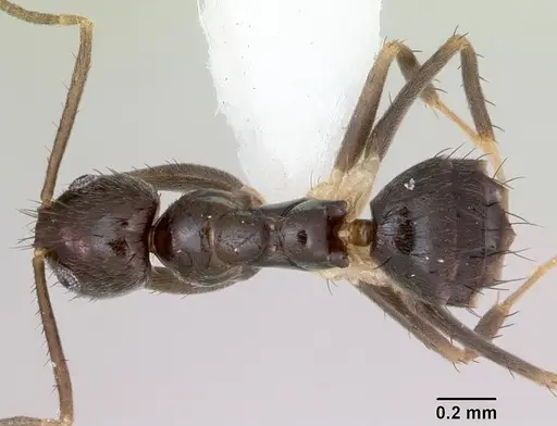 Nylanderia steinheili specimen CASENT0173233 image casent0173233_1