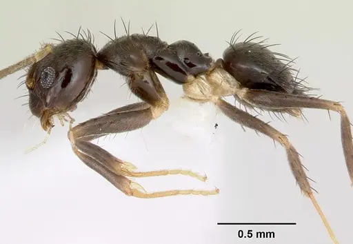 Nylanderia steinheili specimen CASENT0173233 image casent0173233_3
