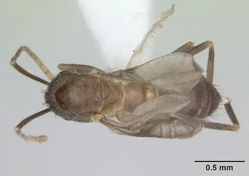 Nylanderia steinheili specimen CASENT0173234 image casent0173234_1