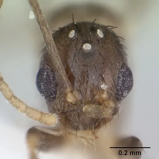 Nylanderia steinheili specimen CASENT0173234 image casent0173234_2