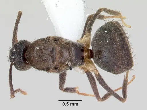 Nylanderia steinheili specimen CASENT0173235 image casent0173235_1