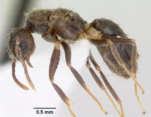 Nylanderia steinheili specimen CASENT0173235 image casent0173235_3