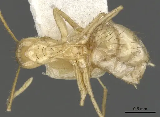 Nylanderia stigmatica specimen CASENT0903125 image casent0903125_1