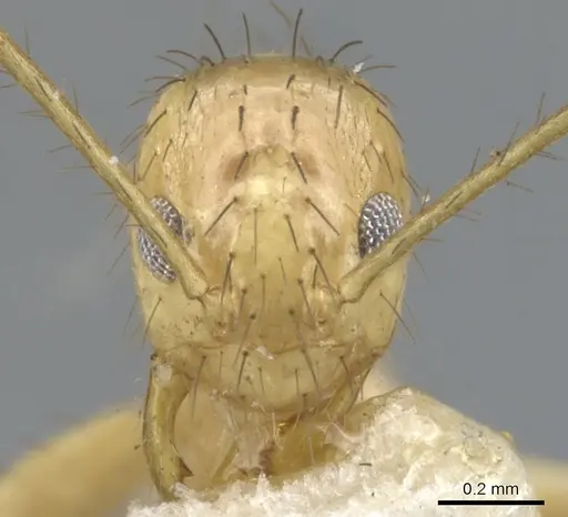 Nylanderia stigmatica specimen CASENT0903125 image casent0903125_2