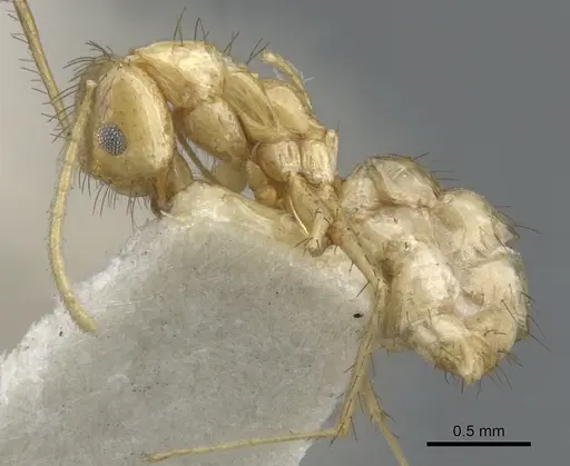 Nylanderia stigmatica specimen CASENT0903125 image casent0903125_3