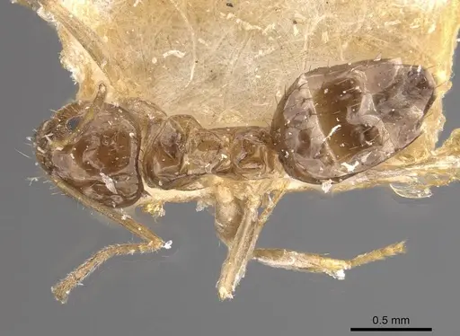 Nylanderia tasmaniensis specimen CASENT0911024 image casent0911024_1