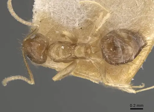 Nylanderia taylori specimen CASENT0911012 image casent0911012_1