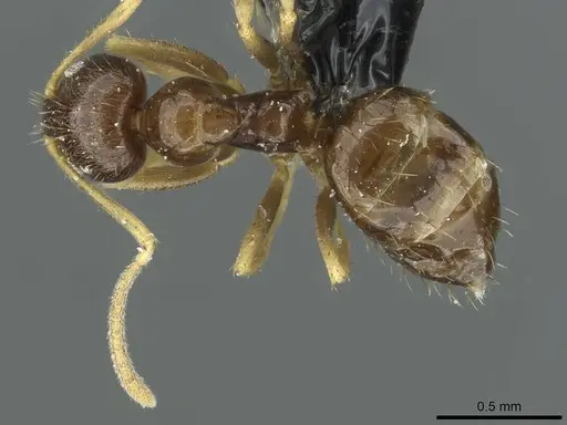 Nylanderia teranishii specimen CASENT0912310 image casent0912310_1
