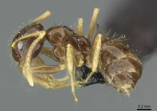Nylanderia teranishii specimen CASENT0912310 image casent0912310_3