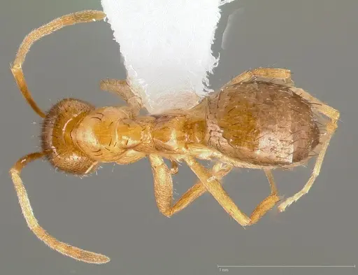 Nylanderia terricola specimen CASENT0005426 image casent0005426_1