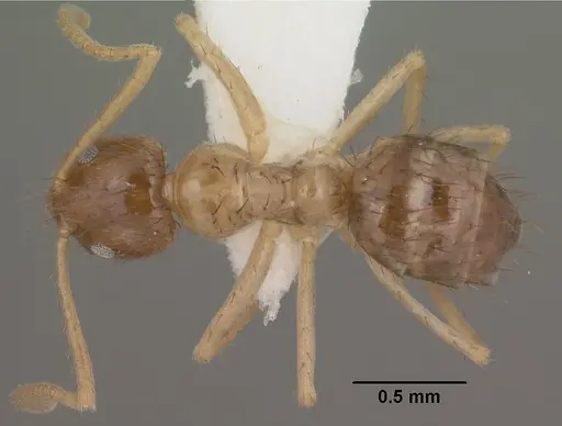 Nylanderia terricola specimen CASENT0102819 image casent0102819_1