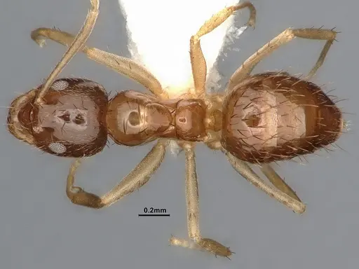 Nylanderia terricola specimen CASENT4031889 image casent4031889_1
